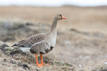 Greater White-fronted Goos
