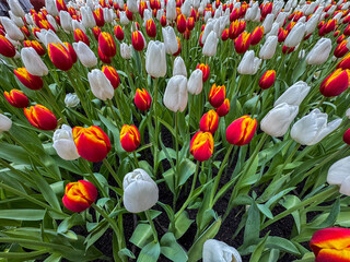 Beautiful flowers tulips nature backgroung
