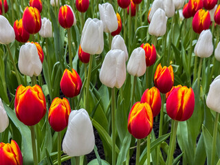 Beautiful flowers tulips nature backgroung