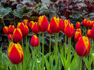 Beautiful flowers tulips nature backgroung
