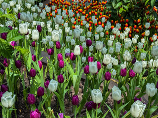 Beautiful flowers tulips nature backgroung