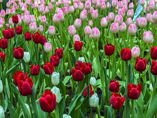 Beautiful flowers tulips nature backgroung