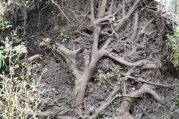 Closeup of roots of a big tree. Roots of a trunk in a forest. Environment and ecology.  Uprooted and ripped off tree with big root.