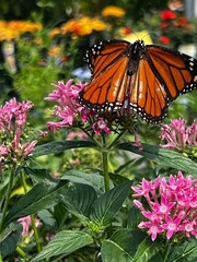 butterfly on flower