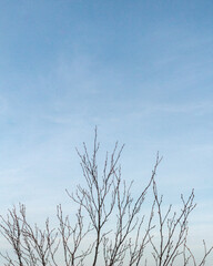 Obraz premium tree in the sky