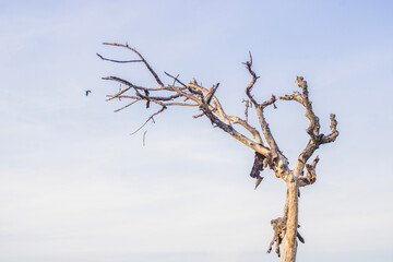 Dead tree with peeling bark in the morning