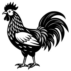 rooster isolated on white background