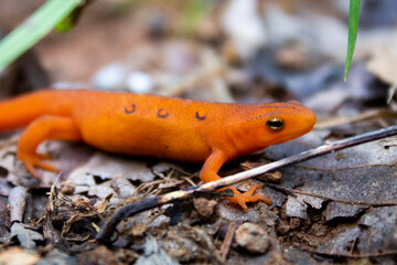 Closeup of an eastern newt