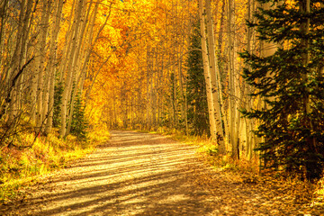 Fototapeta premium Country road in Colorado's Grand Mesa in Autumn 