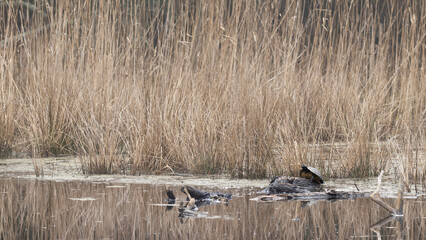 A yellow-bellied slider basks on a log in a wintry swamp