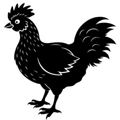 rooster isolated on white