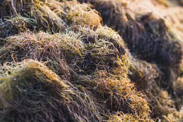 Pile of fresh seaweed at the edge of the pool, Gracilaria seaweed © Musrifin