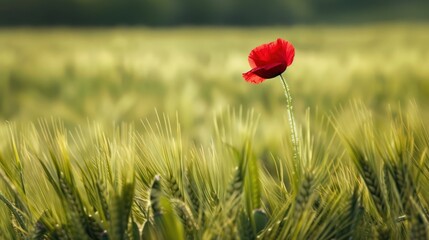 Obraz premium A pond with a few pink flowers floating on the surface