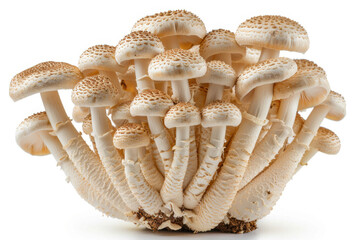 fresh mushroom isolated on white background