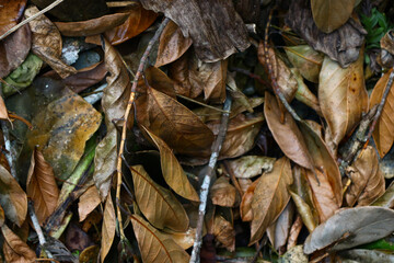 Dried leaves and cut down trees with brown natural color of wood.
Nature background, selective focus.
