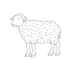 Hand drawn kids drawing Vector illustration sheep flat cartoon isolated