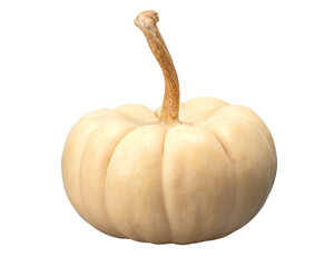 白いカボチャ