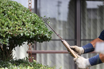 庭木の手入れをする男性