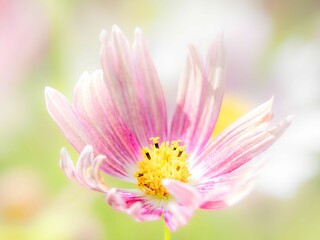 コスモス, 秋, 花, 白, ピンク, カラフル, ナチュラル, グリーン, 緑, 植物,...