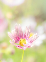 秋の公園や花壇を彩るコスモスのある風景。背景。自然風景素材。