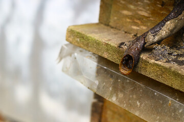 Lebah Kelulut or  Stingless Bee on its nest. 