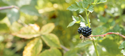 banner blackberries on the background of green foliage, space for copying.