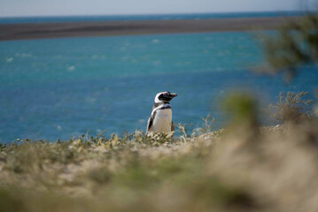 penguin on the beach