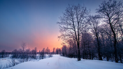 Winter morning in the forest.