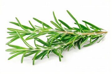 Fototapeta premium Fresh rosemary on white background
