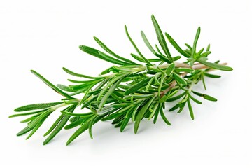 Fototapeta premium Fresh rosemary isolated on white background