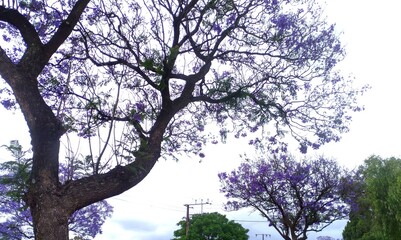 Park in Adelaide, South Australia