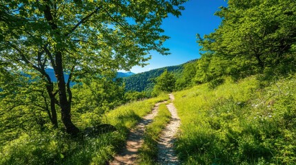 Breathtaking view of winding path through a lush green forest landscape