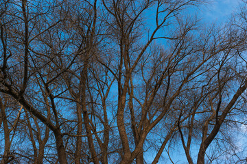 Interlacing Branches Under a Blue Sky