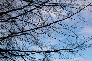Minimalist View of Tree Branches