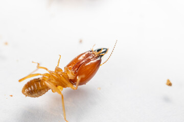 Close up of the Small termite in Petri dish glass for education in Laboratory.