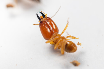 Close up of the Small termite in Petri dish glass for education in Laboratory.