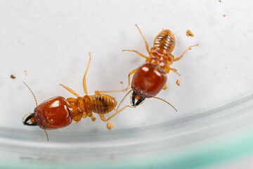 Close up of the Small termite in Petri dish glass for education in Laboratory.