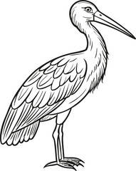 Fototapeta premium Detailed Line Art Illustration of a Stork in Standing Pose