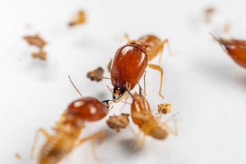 Close up of the Small termite in Petri dish glass for education in Laboratory.