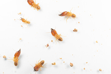 Close up of the Small termite in Petri dish glass for education in Laboratory.