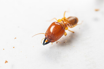 Close up of the Small termite in Petri dish glass for education in Laboratory.