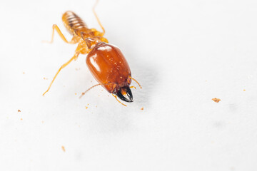 Close up of the Small termite in Petri dish glass for education in Laboratory.