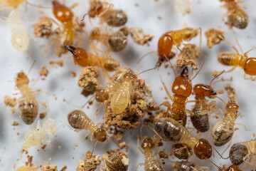 Close up of the Small termite in Petri dish glass for education in Laboratory.