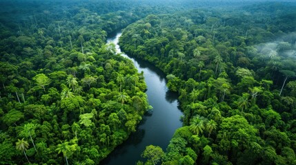 Aerial View of a Lush Rainforest with a Winding River