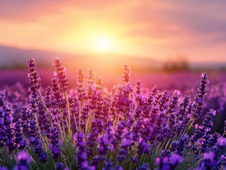Blooming Violet Lavender Field at Sunset - ai