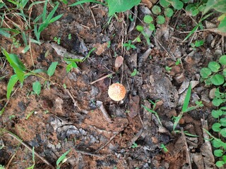 Cyptotrama asprata. Its other names aspratum,  golden scruffy collybia, and  spiny woodknight. This  is a saprobic species of mushroom in the family Physalacriaceae. 
Orange mushroom. 
