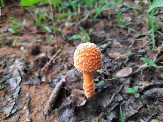 Cyptotrama asprata. Its other names aspratum,  golden scruffy collybia, and  spiny woodknight. This  is a saprobic species of mushroom in the family Physalacriaceae. 
Orange mushroom. 
