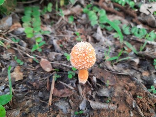 Cyptotrama asprata. Its other names aspratum,  golden scruffy collybia, and  spiny woodknight. This  is a saprobic species of mushroom in the family Physalacriaceae. 
Orange mushroom. 
