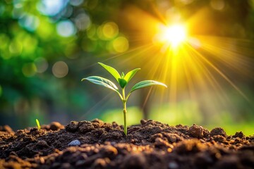 Sapling growing on ground with morning sun, panoramic view