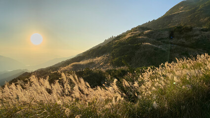 Golden miscanthus fields under a setting sun on Yangmingshan, capturing the serene beauty of Taiwan's iconic natural landscape.